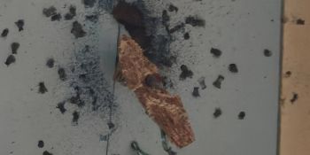 2026_vogel-kurz-vorm-fallen.jpg
